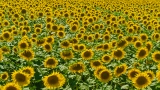 DSC00286_cr